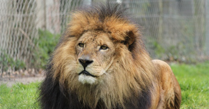 Новый способ знакомства со львами в зоопарке Крайстчерча