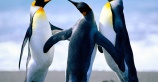 Выставка пингвинов пройдет в парке Сингапура