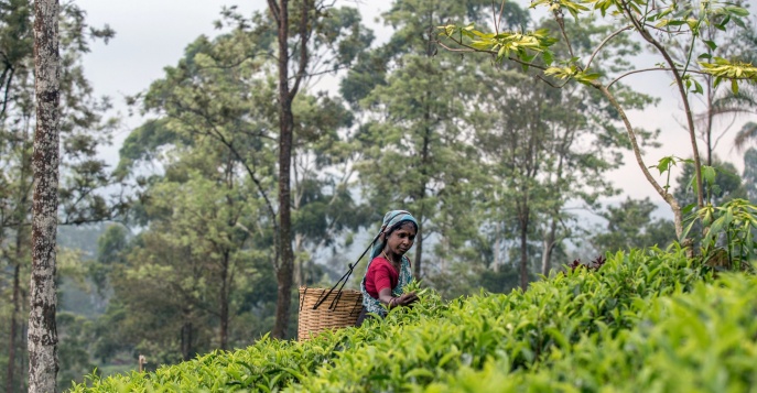 Те, кто хотят просто расслабиться, могут понаблюдать за жизнью на действующей чайной плантации