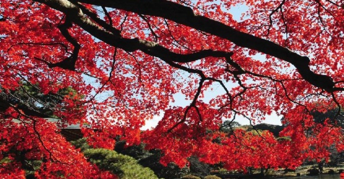 Пора красных кленов в Корее: календарь «танпхун»