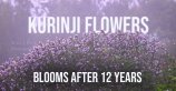 Цветение неелакуринжи в Индии: такое бывает раз в 12 лет