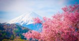 Розовая волна пошла! Цветение сакуры в Японии в 2019 году