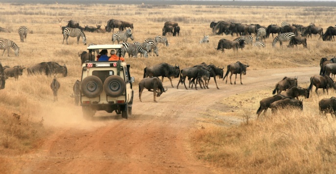 Великая Миграция животных в Танзании