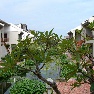 Palm Garden