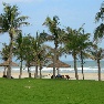 Palm Garden