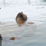 Terme di Saturnia Spa_2