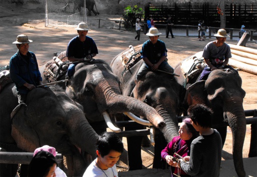 ��� ������ Mae Sa Elephant Cam