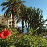 Pestana Palms