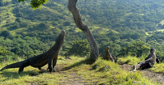 Остров Комодо – место обитания уникальных животных