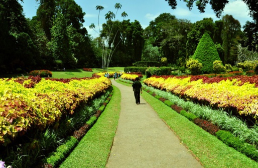 Королевский ботанический сад - Шри-Ланка