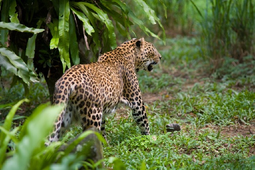 ������������ ������� (National Zoo), ��������