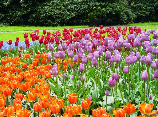 ���� Keukenhof, ����������