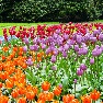 ��� � ���� Keukenhof