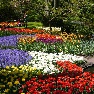 ��� � ���� Keukenhof