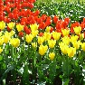 ��� � ���� Keukenhof