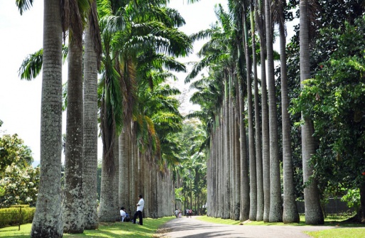Пальмовая аллея, Королевский ботанический сад - Шри-Ланка