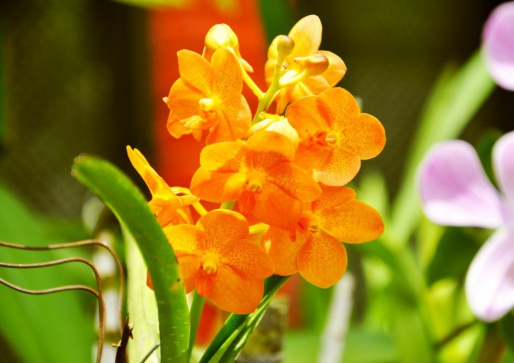 Орхидеи, Королевский ботанический сад - Шри-Ланка