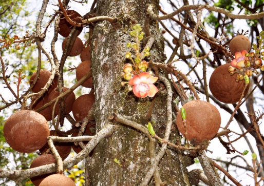 Дерево пушечных ядер, Королевский ботанический сад - Шри-Ланка