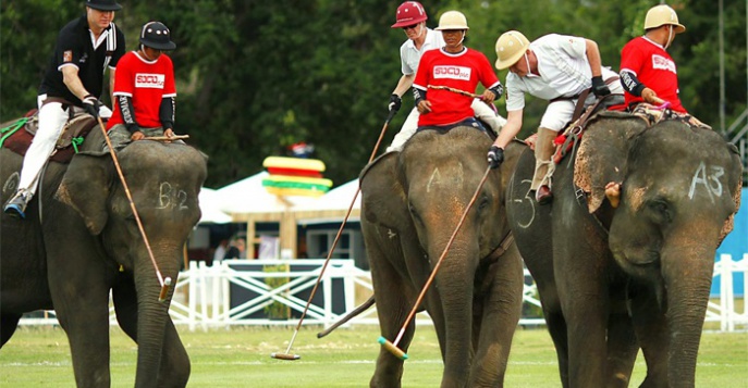 Хуахин готовится к Королевскому турниру по слоновьему поло 