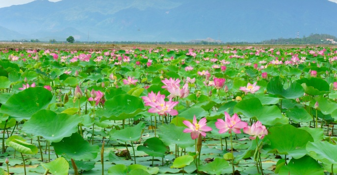 Летом окружающий пагоду Chùa Một Cột  пруд покрыт цветами лотоса