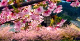 Цветущая Япония 2013