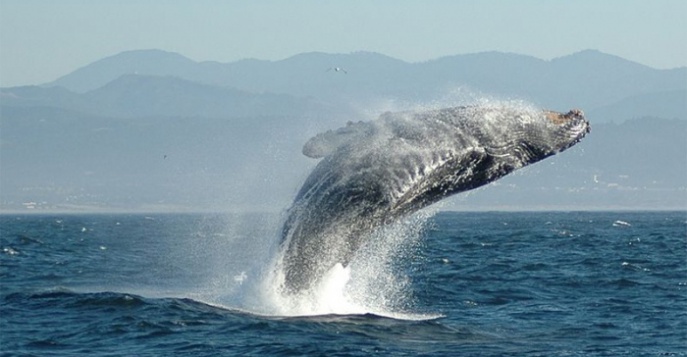 В Аргентину за китами