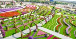 Новый сезон в парке Miracle Garden в Дубае