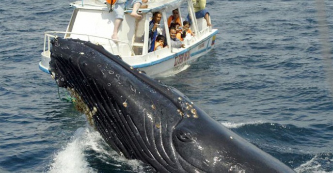 В Доминикане стартует сезон наблюдения за китами