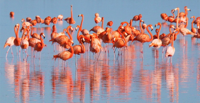 В Турции создали самый большой остров для фламинго