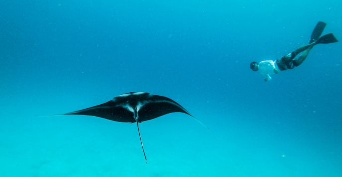 Если повезёт, вы сможете поплавать рядом с величественными мантами — огромными, грациозными существами, которые парят в воде словно в невесомости