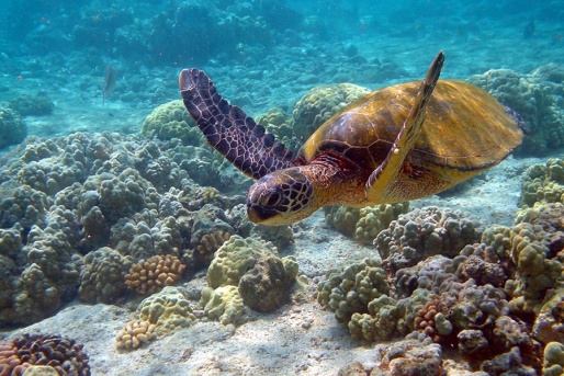 Морские черепахи - Барбадос