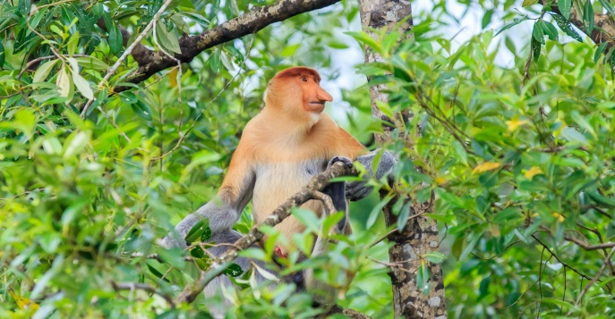 Обезьяна Пробоскис, Малайзия