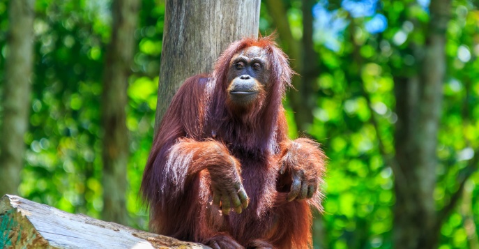Центр реабилитации орангутанов Семенггох, Малайзия