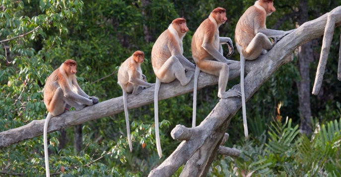 Приключения в Сараваке