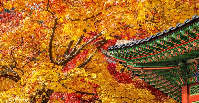 Осень в Южной Корее, Золотой треугольник
