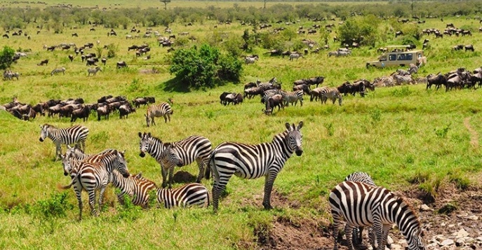 Тур в Кению на Сафари в 2022 году, цена. Подбор тура