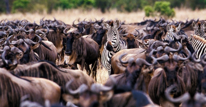 С июня по август в Масаи Мара пролегает путь Великой миграции животных
