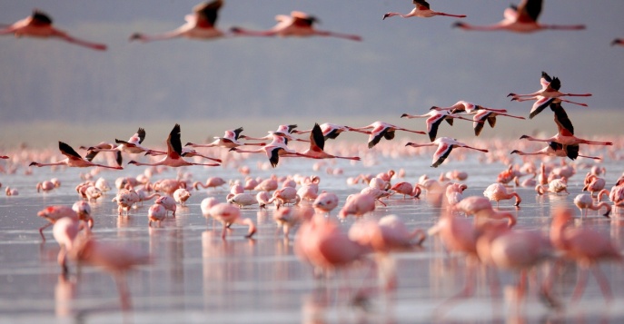 Озеро Накуру, Кения