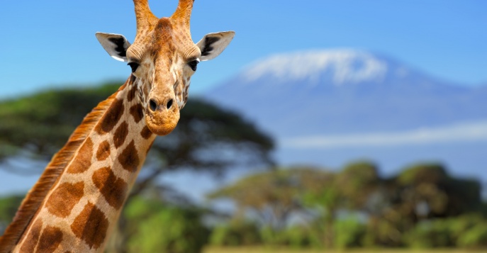 Национальный парк Амбосели, Кения