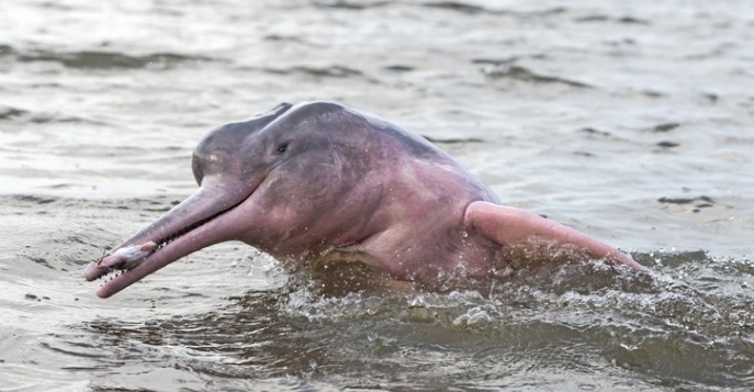 В Меконге водятся редкие, пресноводные, розовые Ирравадийские дельфины