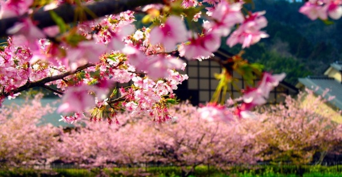 Тур на любование сакурой в Японию, цены на 2024 год. Подбор тура