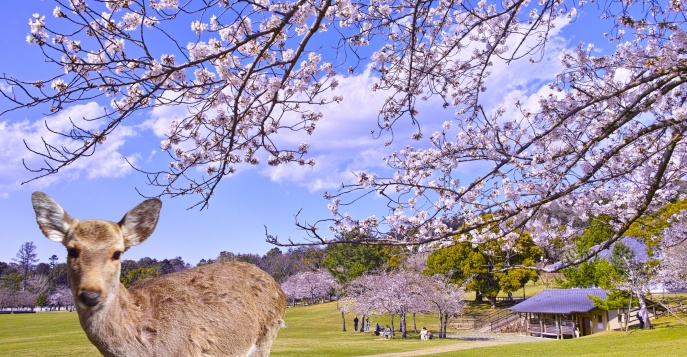 Парк Нара с цветущей сакурой и дикими оленями