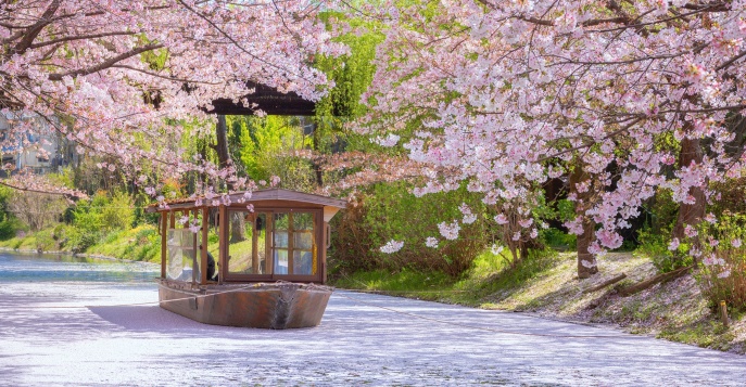 Классический тур по Японии в период цветения сакуры