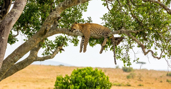 Увлекательное сафари в Танзании и отдых на Занзибаре