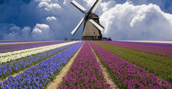 Цветочный вальс в Нидерландах