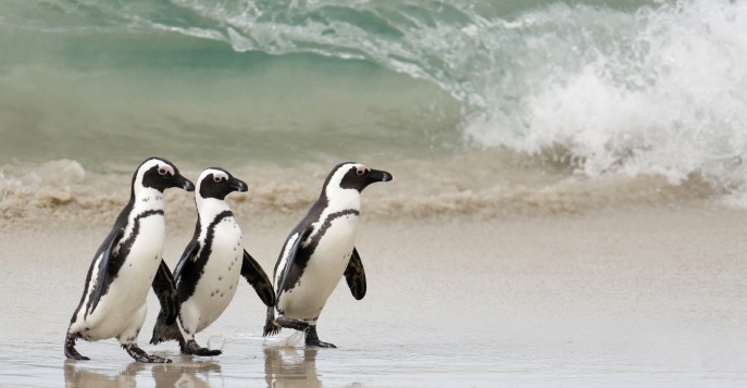 Колония пингвинов на Баулдерс Бич, ЮАР