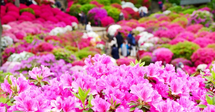 Фестиваль азалий в храме Нэдзу