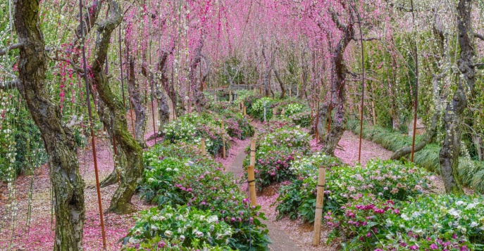 Посещение самого красивого парка - Hamamatsu Flower Park