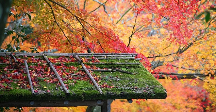 Осенние краски и «Золотое кольцо» Японии