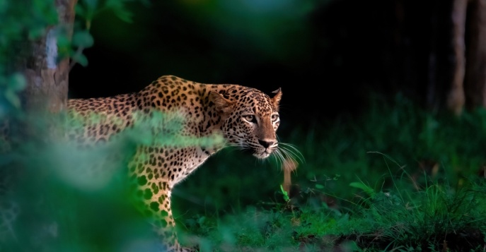 Национальный парк Яла, знаменитый своей большой популяцией леопардов